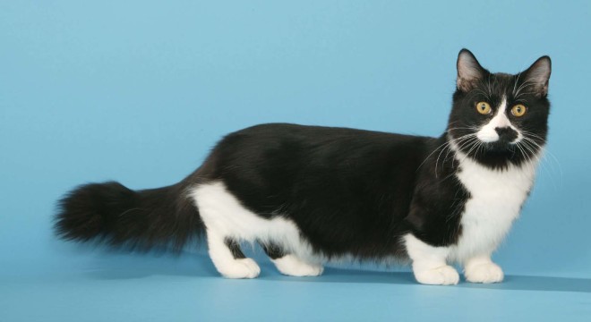 Munchkin cat breed