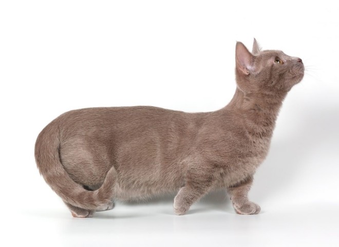 Munchkin cat photo