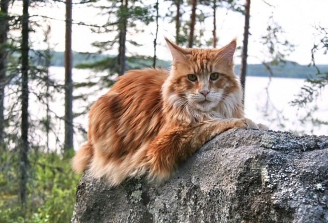 Maine Coon