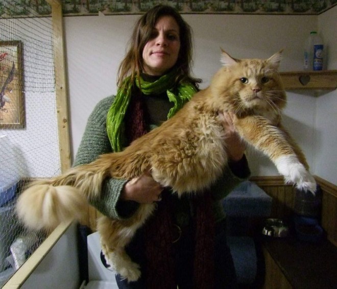 Maine Coon size and weight