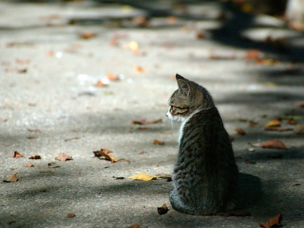 How to tame a wild cat