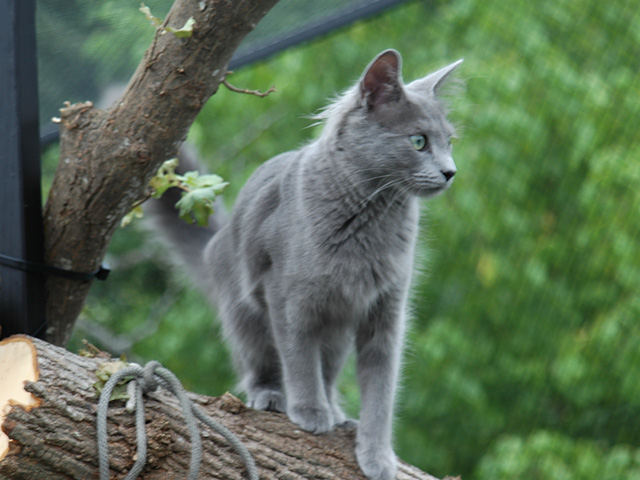 Nibelung cat breed