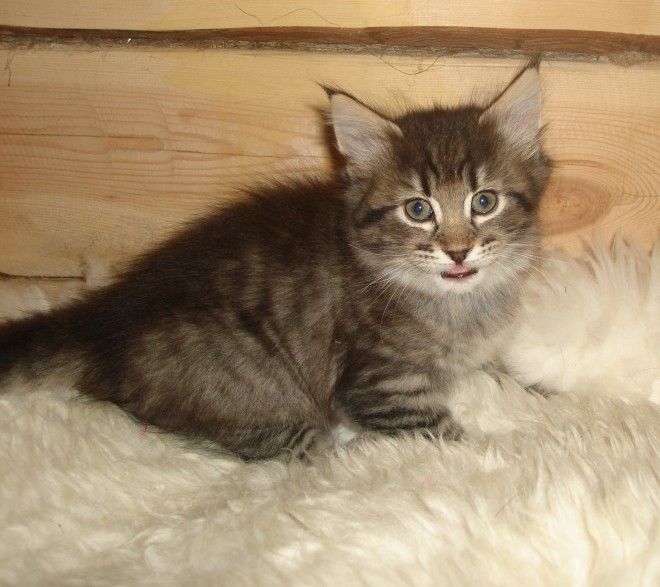 Norwegian forest cat