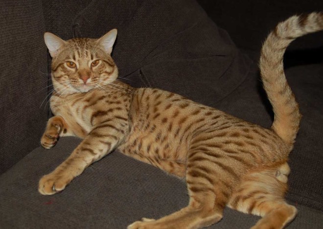 Ocicat cat breed