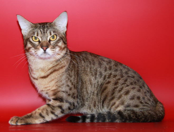 Ocicat cat breed