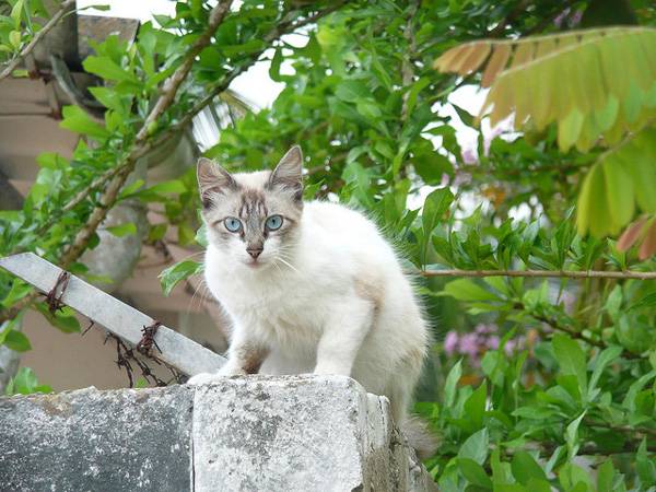 Ojos Azules cat breed photo