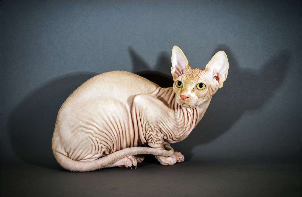 Hairless cats