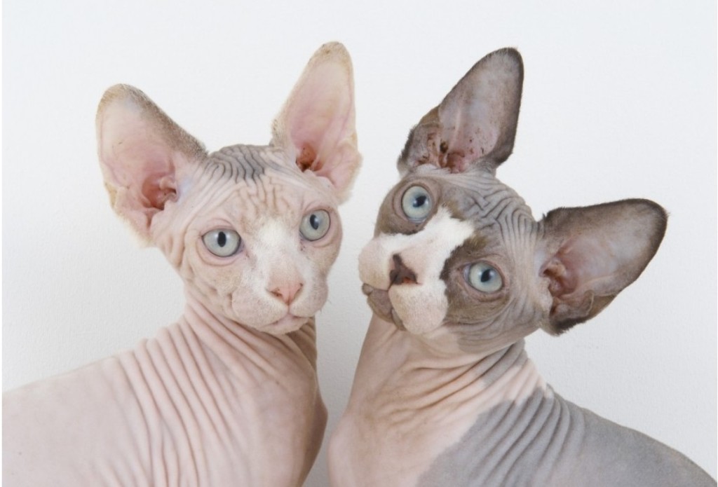 Hairless cats