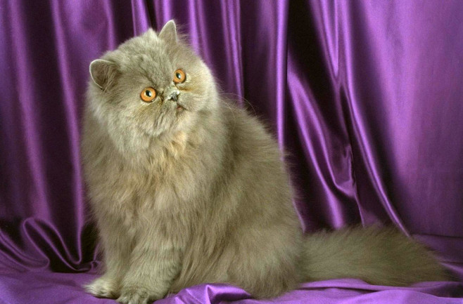 Персидська кішка сіра