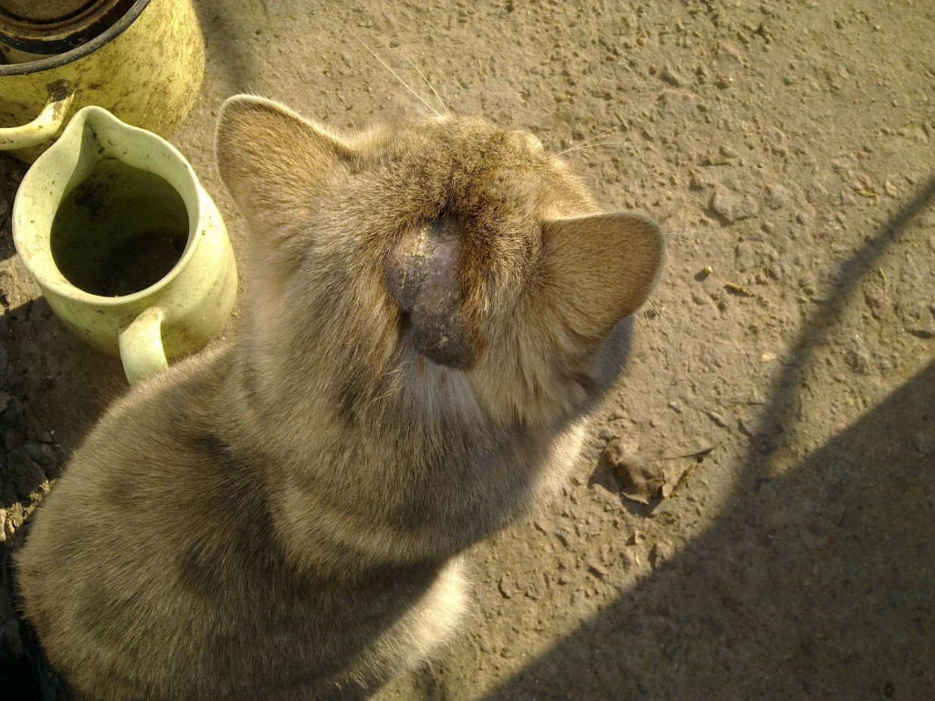 У кошки выпадает шерсть