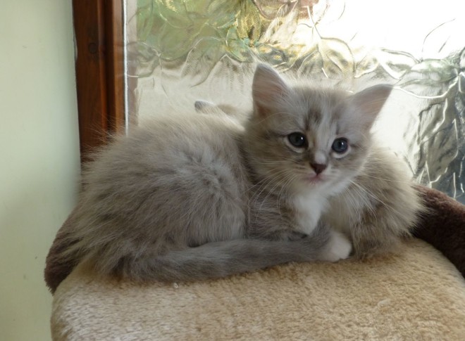 ragamuffin cat kitten