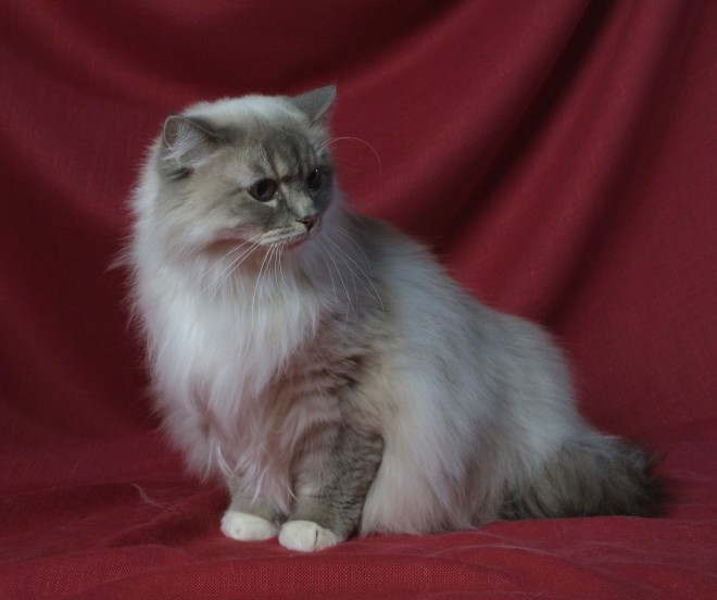 Ragamuffin cat breed cat photo