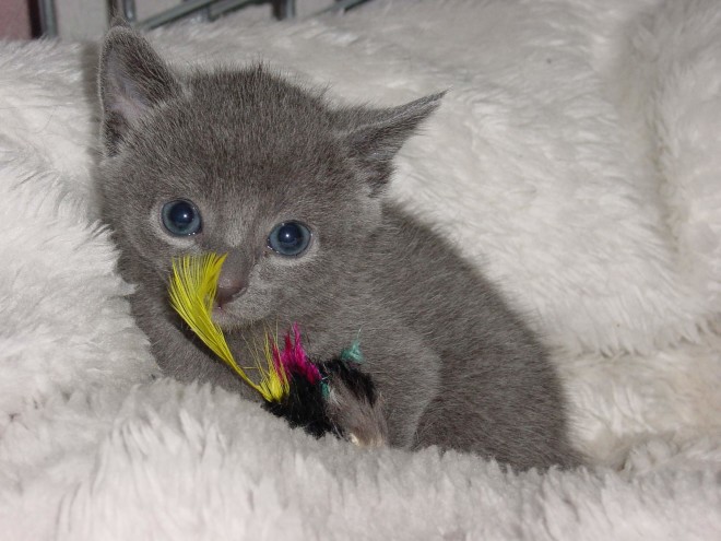 Російська блакитна кошенята
