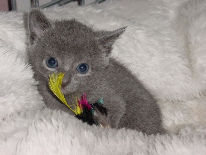 Russian Blue kittens