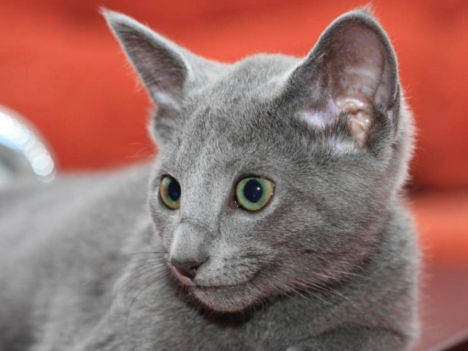 Порода Російська блакитна кішка 
