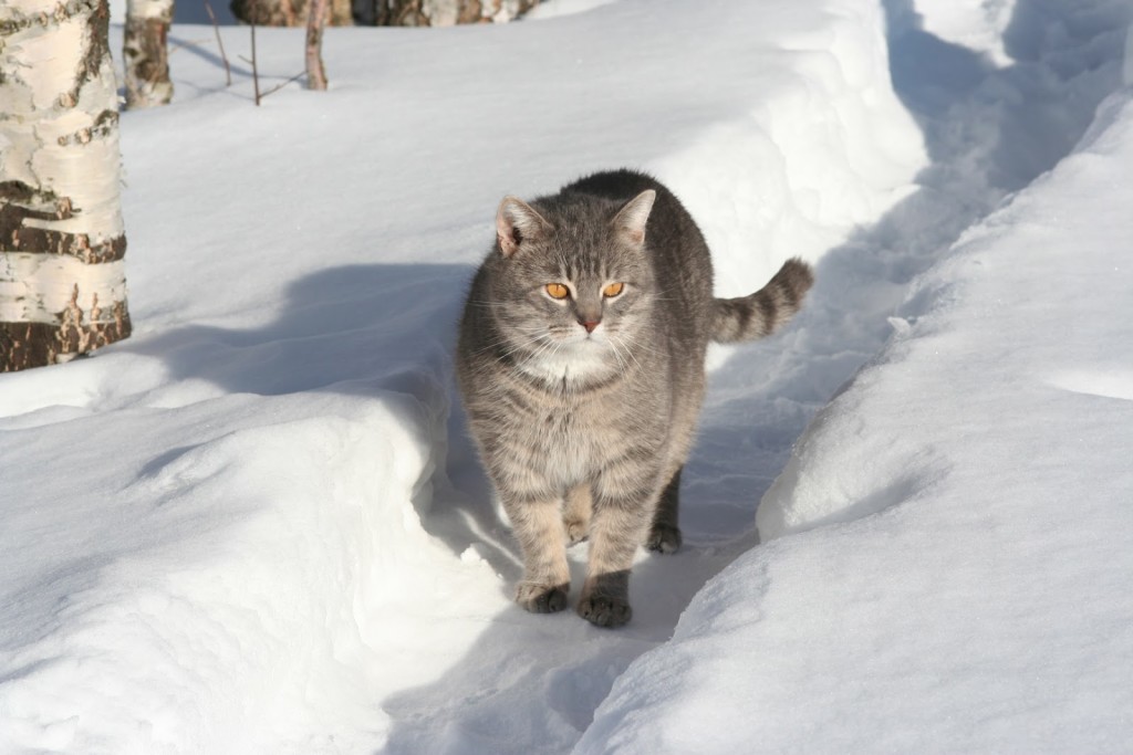 Russian breed of cats