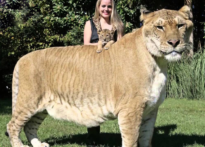 The biggest liger cat