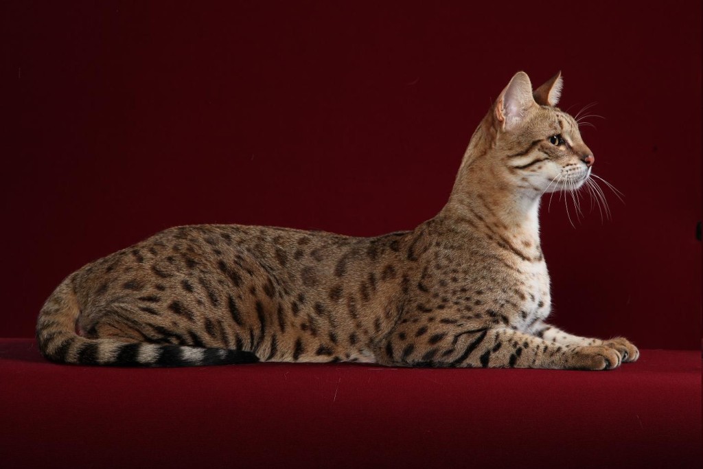 The most expensive cat in the world