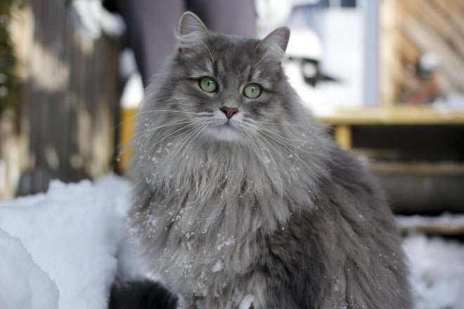 Сибірська кішка характер