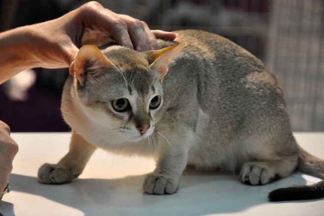 Singapura cat breed