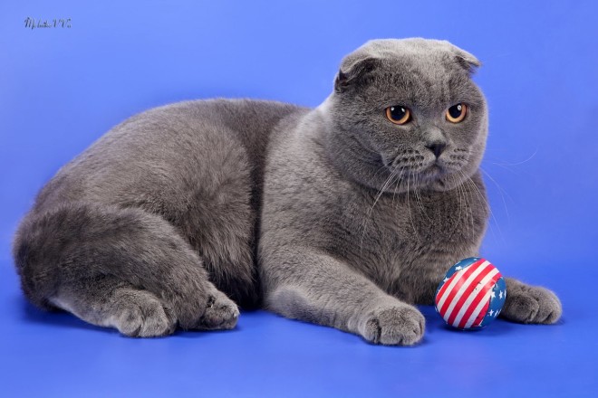 Scottish Fold