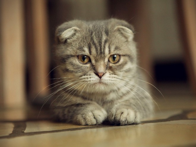 Scottish Fold