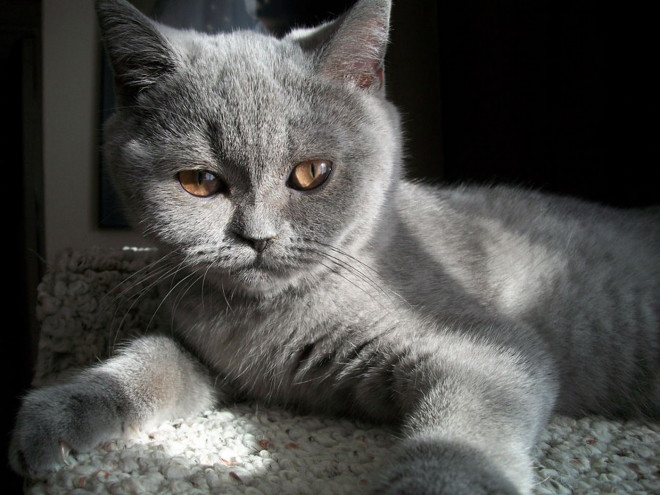 Cat breed Ckottish-Straight