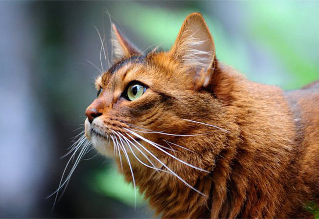 Somali cat breed