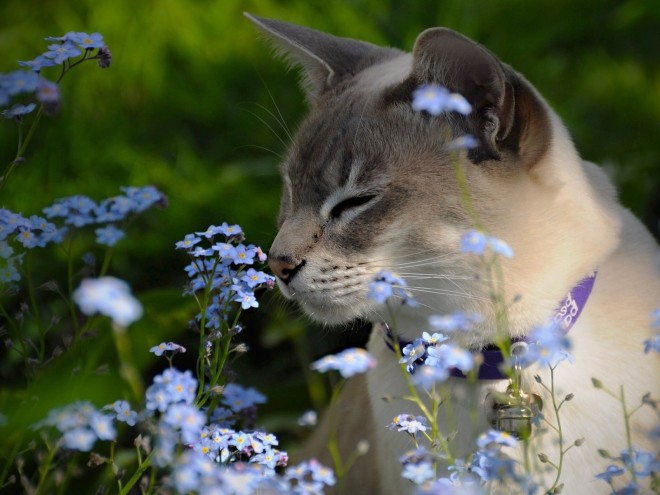 Tonkinese cat breed