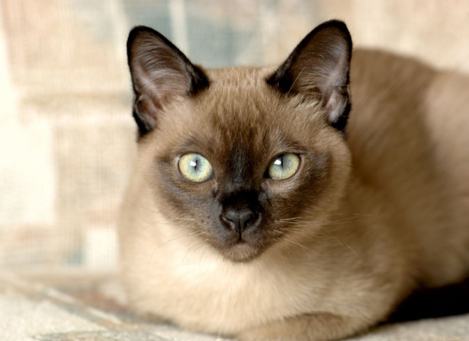 Tonkinese cat breed