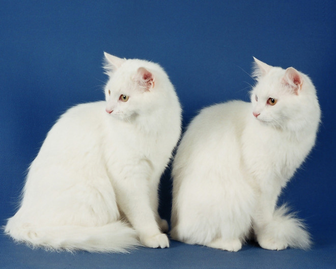 Turkish Angora breed photo