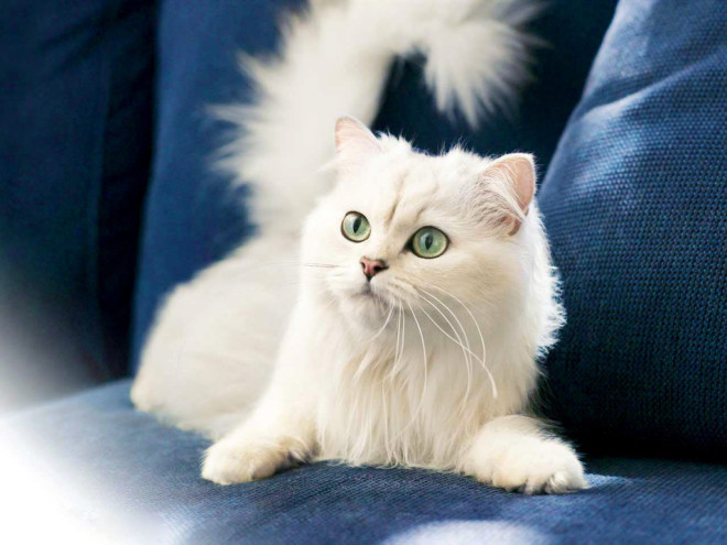 Turkish Angora cat