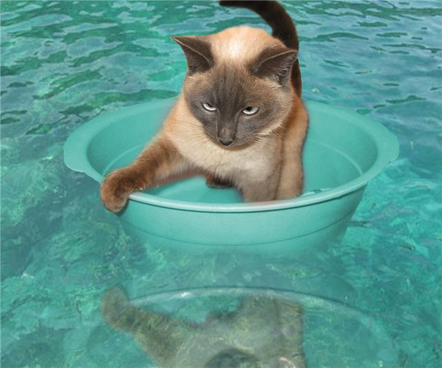 купання кішки