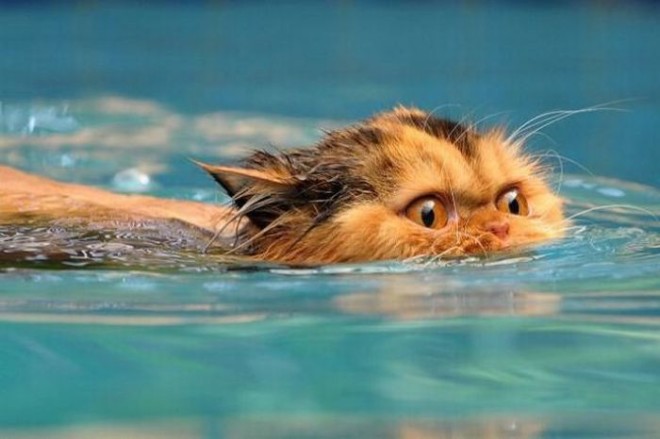 Як купати кішку