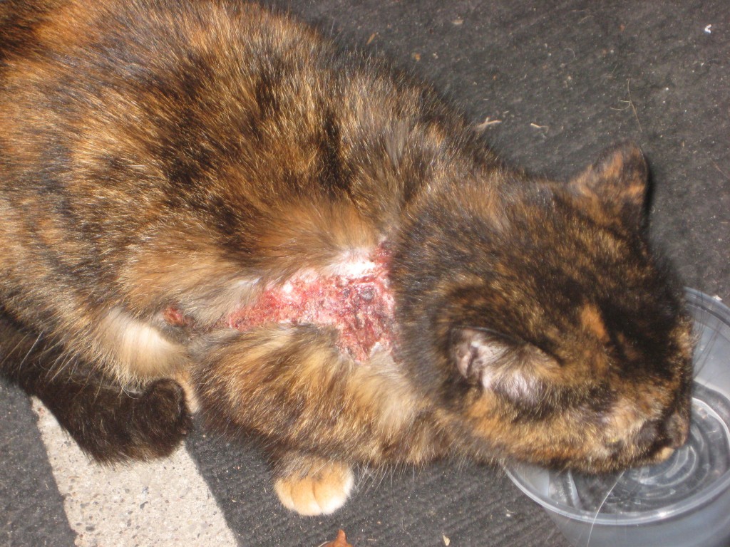 Skin diseases in cats