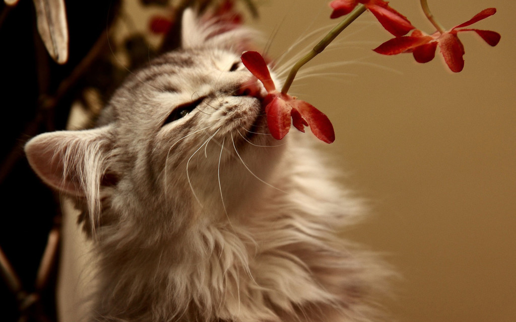 What smell do not tolerate cats